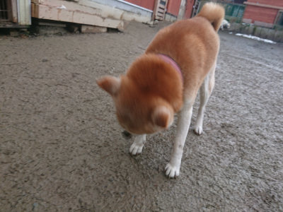 f:id:roukenhome-ann:20190128202013j:plain