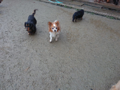 f:id:roukenhome-ann:20190129052545j:plain f:id:roukenhome-ann:20190129052545j:plain