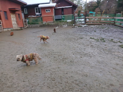 f:id:roukenhome-ann:20190129052556j:plain f:id:roukenhome-ann:20190129052556j:plain