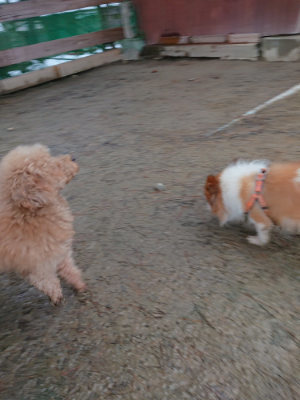 f:id:roukenhome-ann:20190129052636j:plain f:id:roukenhome-ann:20190129052636j:plain