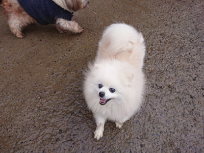f:id:roukenhome-ann:20190129053001j:plain f:id:roukenhome-ann:20190129053001j:plain