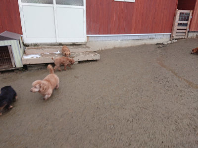f:id:roukenhome-ann:20190129053007j:plain f:id:roukenhome-ann:20190129053007j:plain