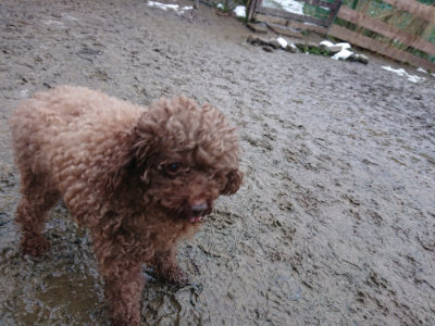 f:id:roukenhome-ann:20190129053022j:plain f:id:roukenhome-ann:20190129053022j:plain