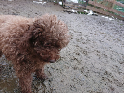 f:id:roukenhome-ann:20190129053029j:plain f:id:roukenhome-ann:20190129053029j:plain