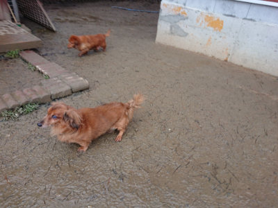 f:id:roukenhome-ann:20190129053051j:plain f:id:roukenhome-ann:20190129053051j:plain