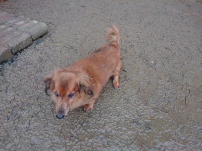 f:id:roukenhome-ann:20190129053103j:plain f:id:roukenhome-ann:20190129053103j:plain