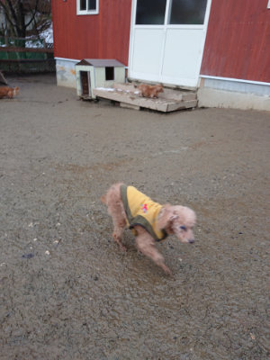 f:id:roukenhome-ann:20190129053229j:plain f:id:roukenhome-ann:20190129053229j:plain