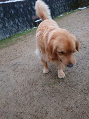 f:id:roukenhome-ann:20190129053347j:plain f:id:roukenhome-ann:20190129053347j:plain