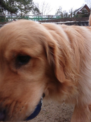 f:id:roukenhome-ann:20190129053418j:plain f:id:roukenhome-ann:20190129053418j:plain