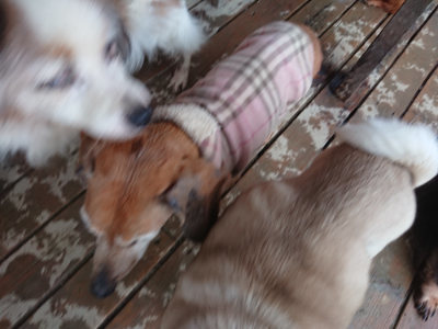 f:id:roukenhome-ann:20190129074047j:plain f:id:roukenhome-ann:20190129074047j:plain