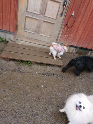 f:id:roukenhome-ann:20190129074229j:plain f:id:roukenhome-ann:20190129074229j:plain