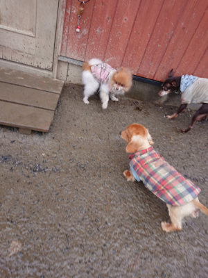 f:id:roukenhome-ann:20190129074302j:plain f:id:roukenhome-ann:20190129074302j:plain