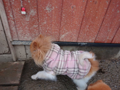 f:id:roukenhome-ann:20190129074629j:plain f:id:roukenhome-ann:20190129074629j:plain