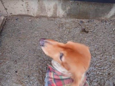f:id:roukenhome-ann:20190129075123j:plain f:id:roukenhome-ann:20190129075123j:plain