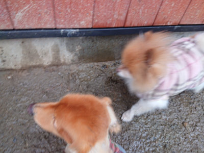 f:id:roukenhome-ann:20190129075129j:plain f:id:roukenhome-ann:20190129075129j:plain