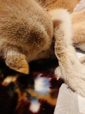 f:id:roukenhome-ann:20190129075915j:plain f:id:roukenhome-ann:20190129075915j:plain