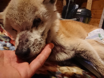 f:id:roukenhome-ann:20190129075936j:plain f:id:roukenhome-ann:20190129075936j:plain