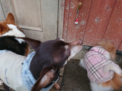 f:id:roukenhome-ann:20190129075942j:plain f:id:roukenhome-ann:20190129075942j:plain