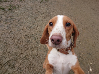 f:id:roukenhome-ann:20190129132158j:plain