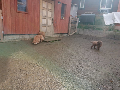 f:id:roukenhome-ann:20190129133133j:plain