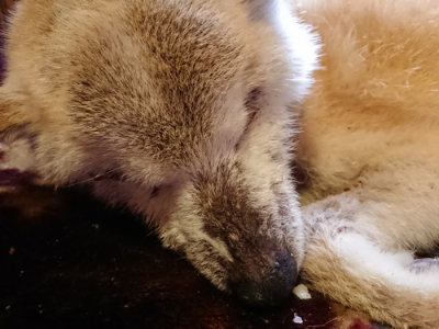 f:id:roukenhome-ann:20190129133145j:plain