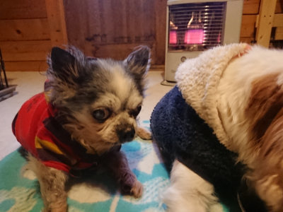 f:id:roukenhome-ann:20190129143245j:plain