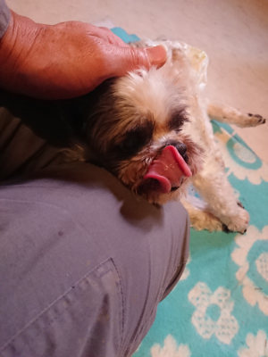 f:id:roukenhome-ann:20190129151932j:plain