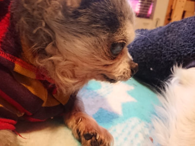 f:id:roukenhome-ann:20190129152101j:plain