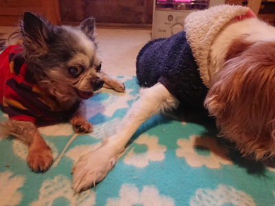 f:id:roukenhome-ann:20190129152109j:plain