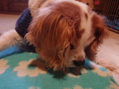 f:id:roukenhome-ann:20190129152134j:plain