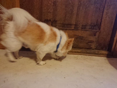 f:id:roukenhome-ann:20190129152208j:plain