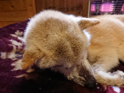 f:id:roukenhome-ann:20190129152241j:plain