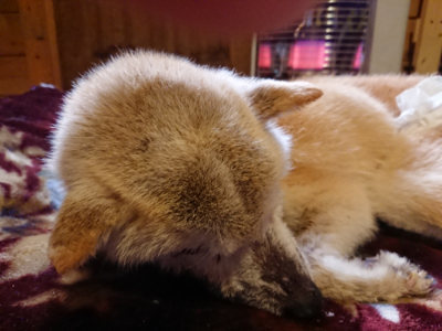 f:id:roukenhome-ann:20190129152308j:plain