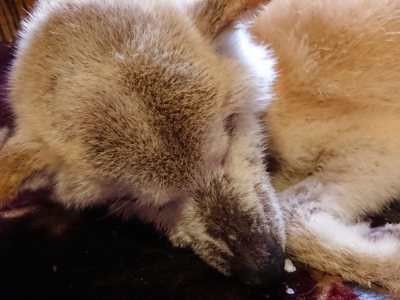 f:id:roukenhome-ann:20190129152313j:plain