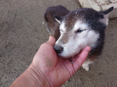 f:id:roukenhome-ann:20190130210009j:plain