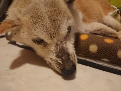 f:id:roukenhome-ann:20190201115233j:plain