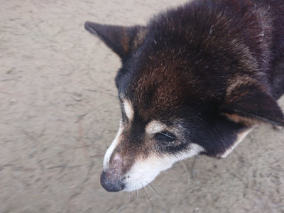 f:id:roukenhome-ann:20190201120532j:plain