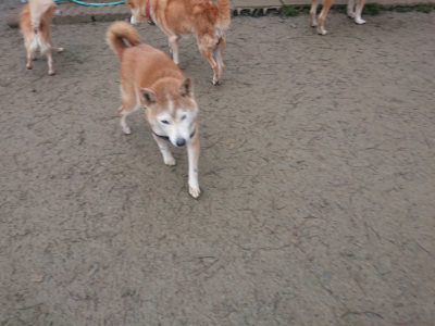 f:id:roukenhome-ann:20190201121340j:plain