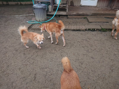 f:id:roukenhome-ann:20190201121344j:plain