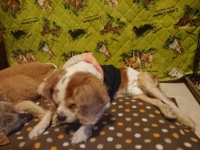 f:id:roukenhome-ann:20190201121350j:plain