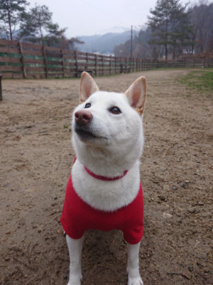 f:id:roukenhome-ann:20190201122206j:plain