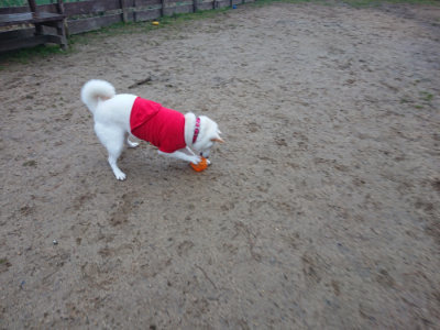 f:id:roukenhome-ann:20190201122323j:plain