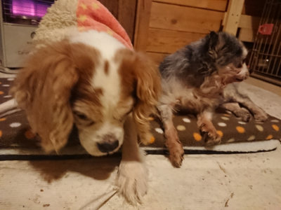 f:id:roukenhome-ann:20190202153417j:plain