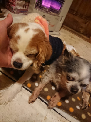 f:id:roukenhome-ann:20190202153428j:plain