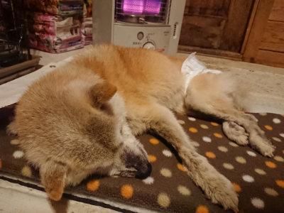 f:id:roukenhome-ann:20190202153438j:plain