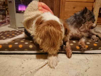 f:id:roukenhome-ann:20190202153513j:plain