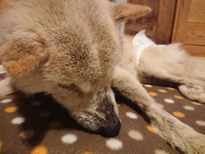f:id:roukenhome-ann:20190202153518j:plain
