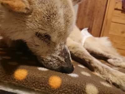 f:id:roukenhome-ann:20190202153522j:plain