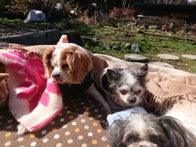 f:id:roukenhome-ann:20190203052802j:plain