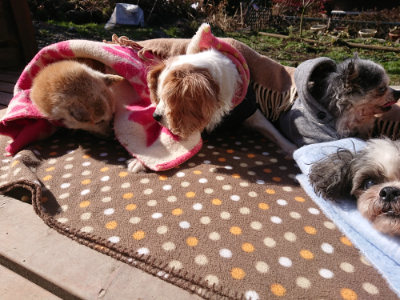 f:id:roukenhome-ann:20190203052915j:plain
